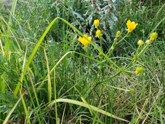 Ranunculus dichotomus