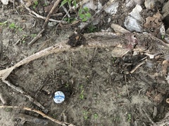 Scaphirhynchus platorynchus