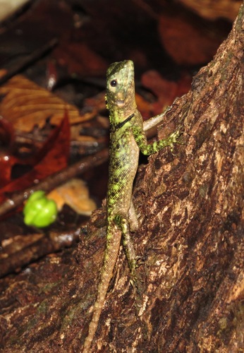 Blue-Lipped Tree Lizard