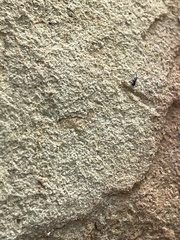 Brachymyrmex patagonicus