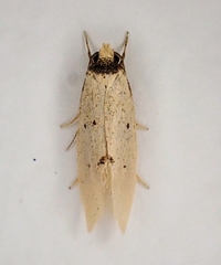 Atalopsis