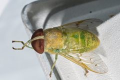 Chlorotabanus crepuscularis