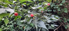 Abutilon × hybridum