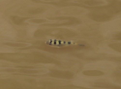 Sphoeroides psittacus