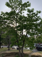 Catalpa