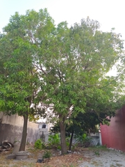 Mangifera indica