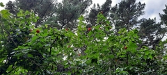 Abutilon × hybridum