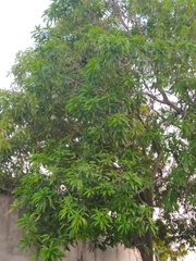 Mangifera indica