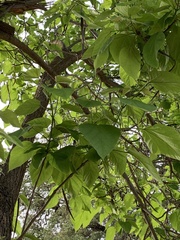 Catalpa