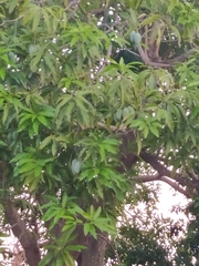 Mangifera indica