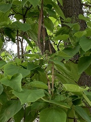 Catalpa