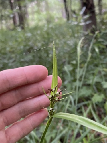 Scleria triglomerata image