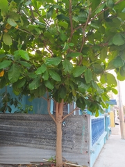 Terminalia catappa