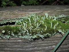 Cladonia carneola
