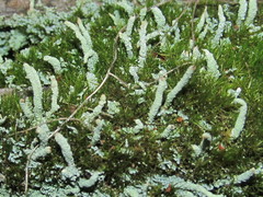 Cladonia carneola