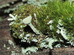 Cladonia carneola