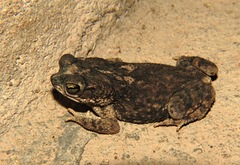 Rhinella merianae