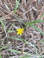 Hypoxis mexicana