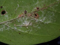 Leptopholcus borneensis