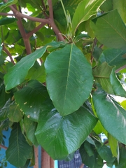Terminalia catappa