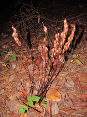 Corallorhiza maculata