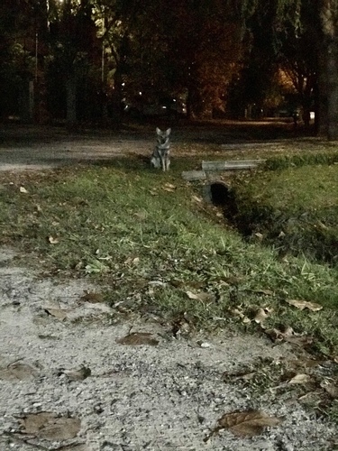 Pampas Fox, Calle 458, La Plata, Buenos Aires, AR, photo 8 of 10