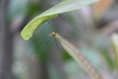 Leiobunum flavum