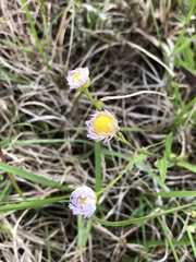 Erigeron tenuis