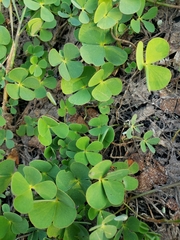 Marsilea mollis