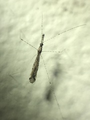 Empicoris errabundus