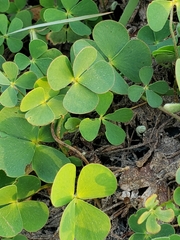Marsilea mollis