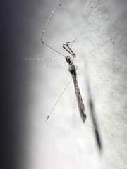 Empicoris errabundus