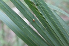 Leiobunum flavum