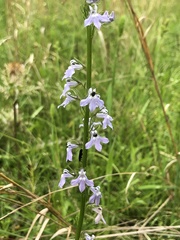 Lobelia appendiculata