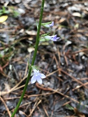 Lobelia appendiculata