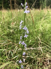 Lobelia appendiculata