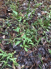 Lobelia appendiculata