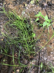 Carex tribuloides sangamonensis