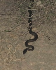 Mastigodryas boddaerti