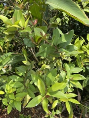 Syzygium kusukusuense