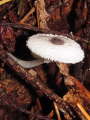Leucocoprinus brebissonii image