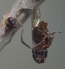 Callirhytis elliptica