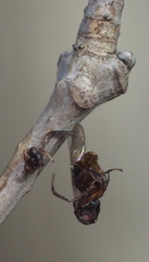 Callirhytis elliptica