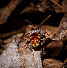 Nomada maculata