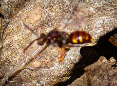 Nomada maculata