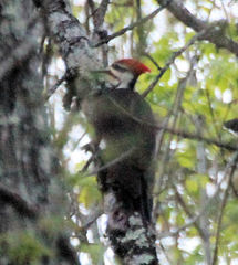 Dryocopus pileatus