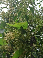 Tripodanthus acutifolius