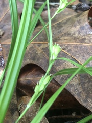 Carex planispicata