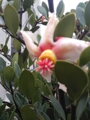 Clusiaceae