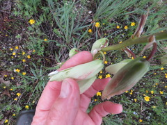 Tegeticula yuccasella